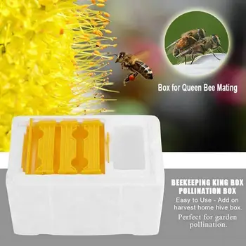 Queen Bee Kasvatamine Paaritumist Mesipuu Mesindus Vahendid Vaht Tolmeldamine BeesHive Kasti Mesinik Aed Õitsvate Mesindus
